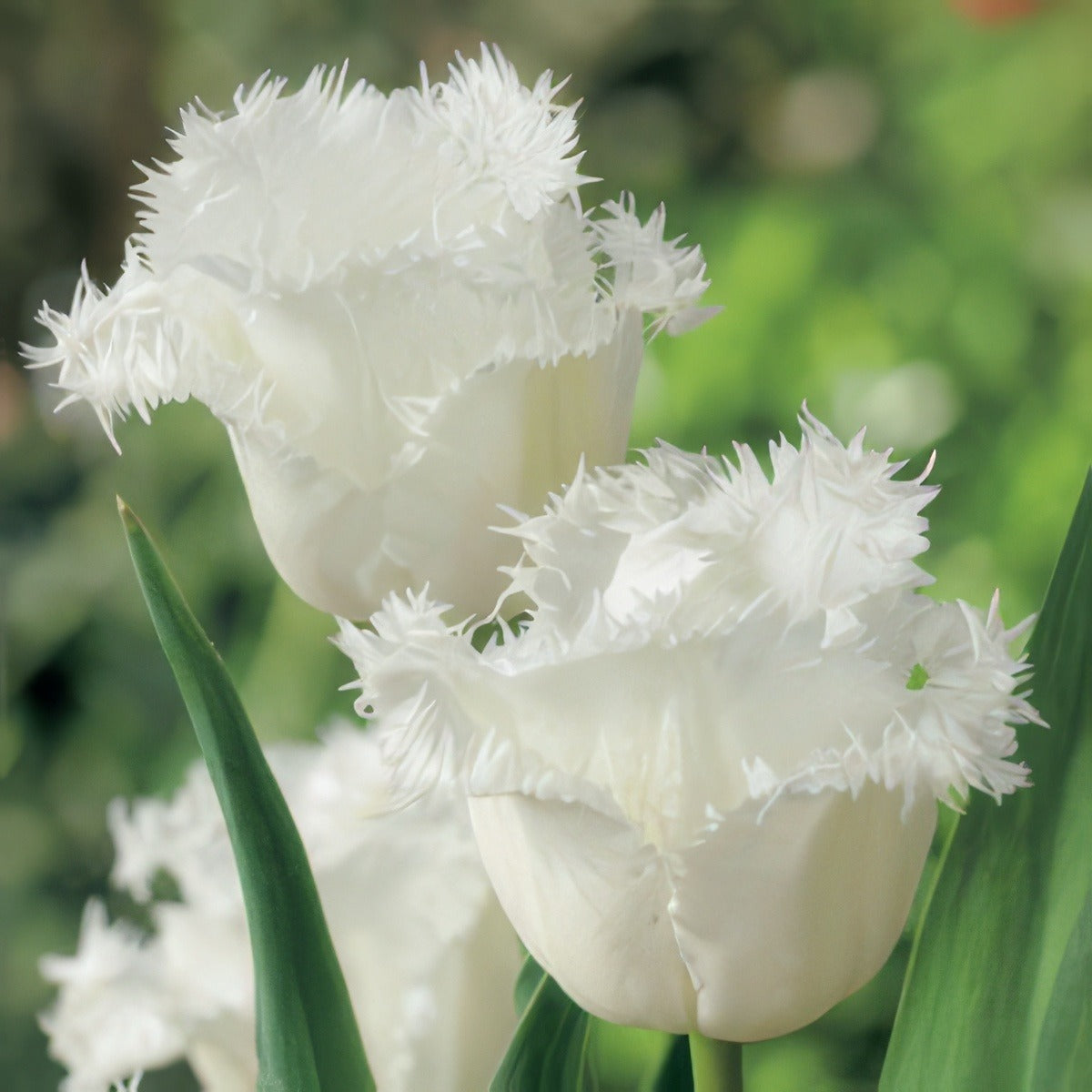 Tulip Honeymoon Pktulhon 2017 - Garden Express Australia