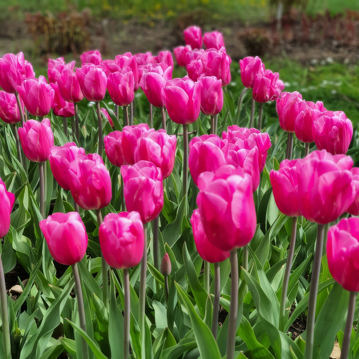 Tulip Jumbo Pink Pktuljpi 2026 - Garden Express Australia