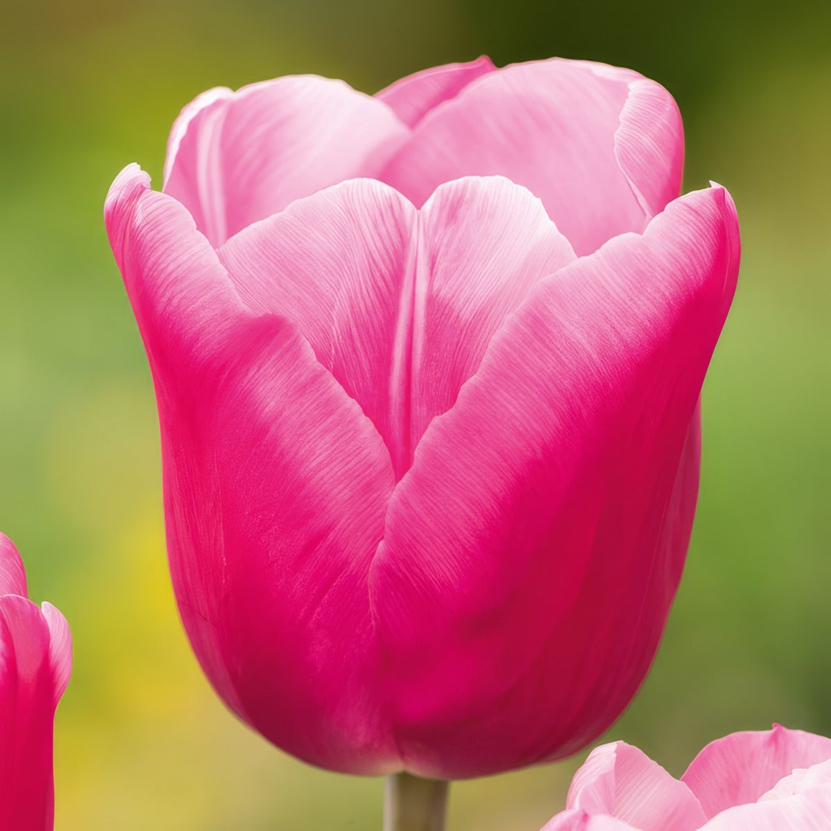 Tulip Jumbo Pink 3 Pktuljpi 2026 - Garden Express Australia