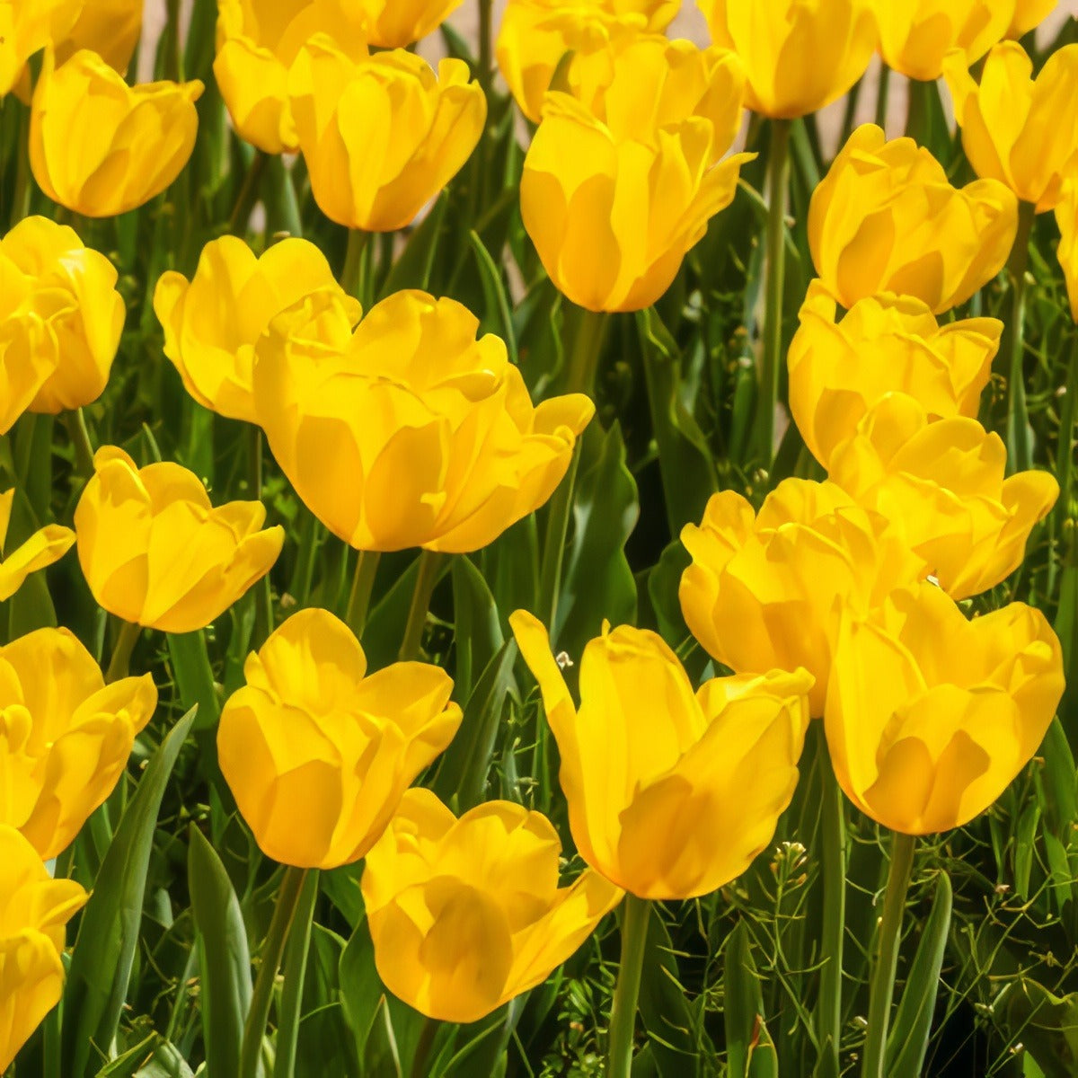 Tulip Jan Van Nes 2025 Pktuljvn - Garden Express Australia