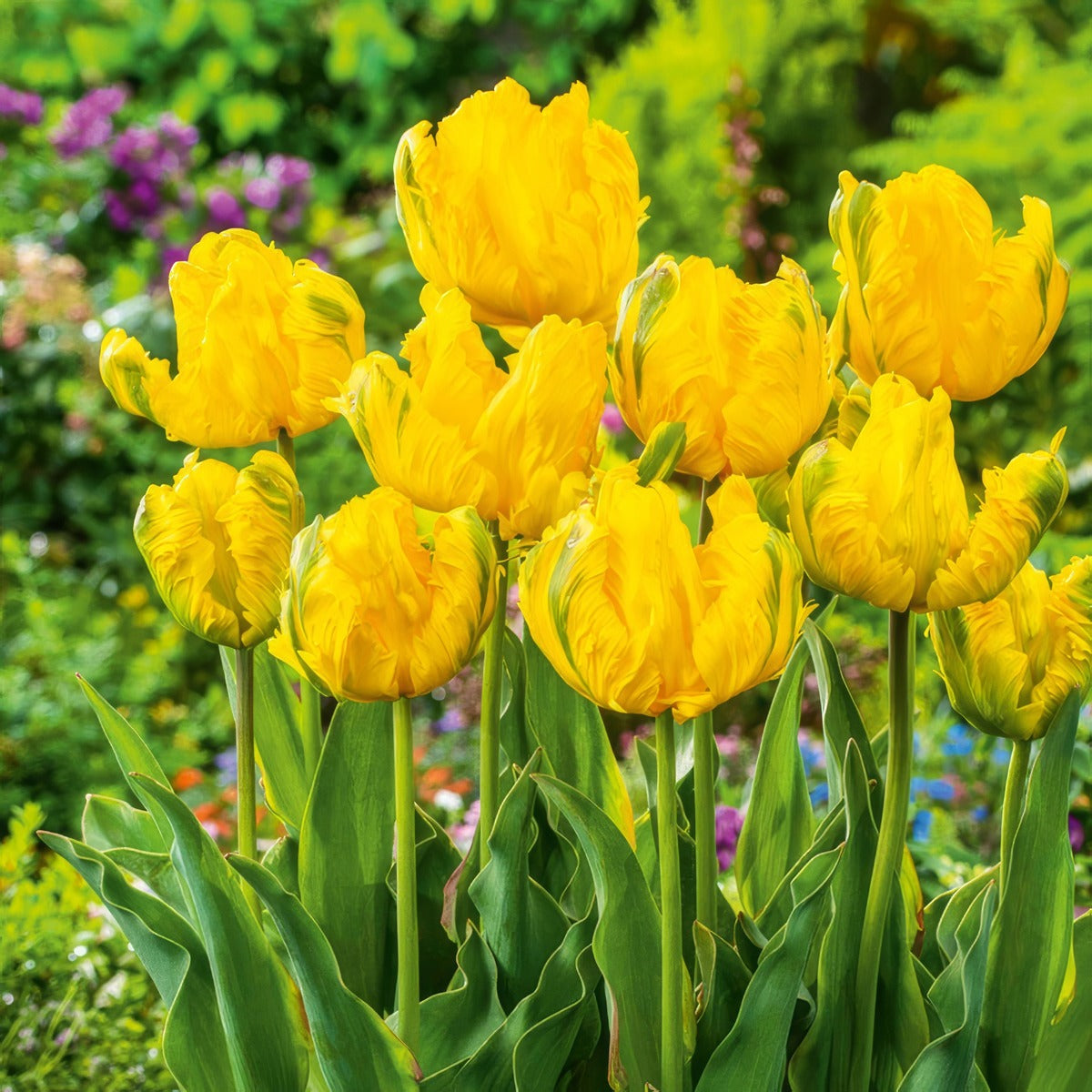 Tulip Jan Van Nes Parrot 2 Pktuljvp 2026 - Garden Express Australia