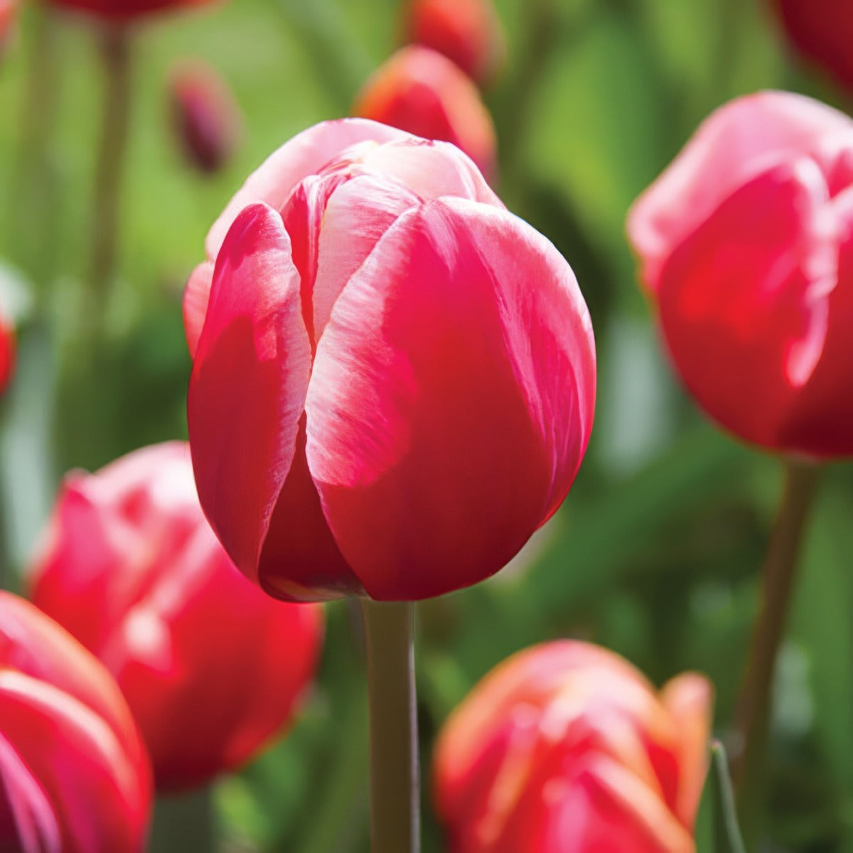 Tulip Karlijn Pktulkar - Garden Express Australia