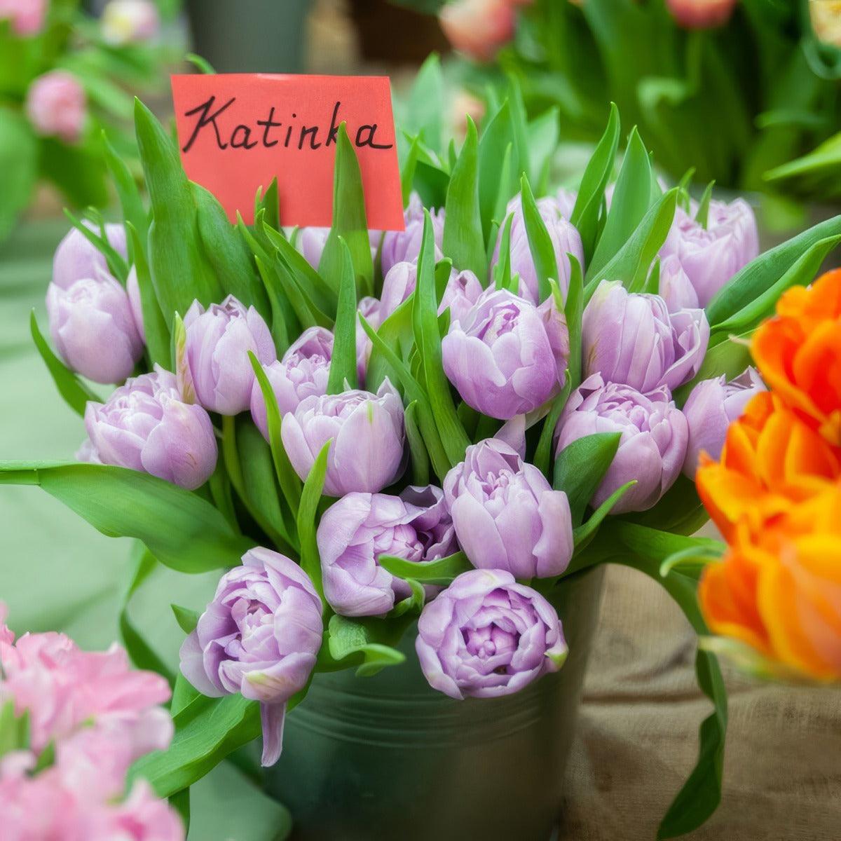 Tulip Katinka 2 Pktulkat - Garden Express Australia