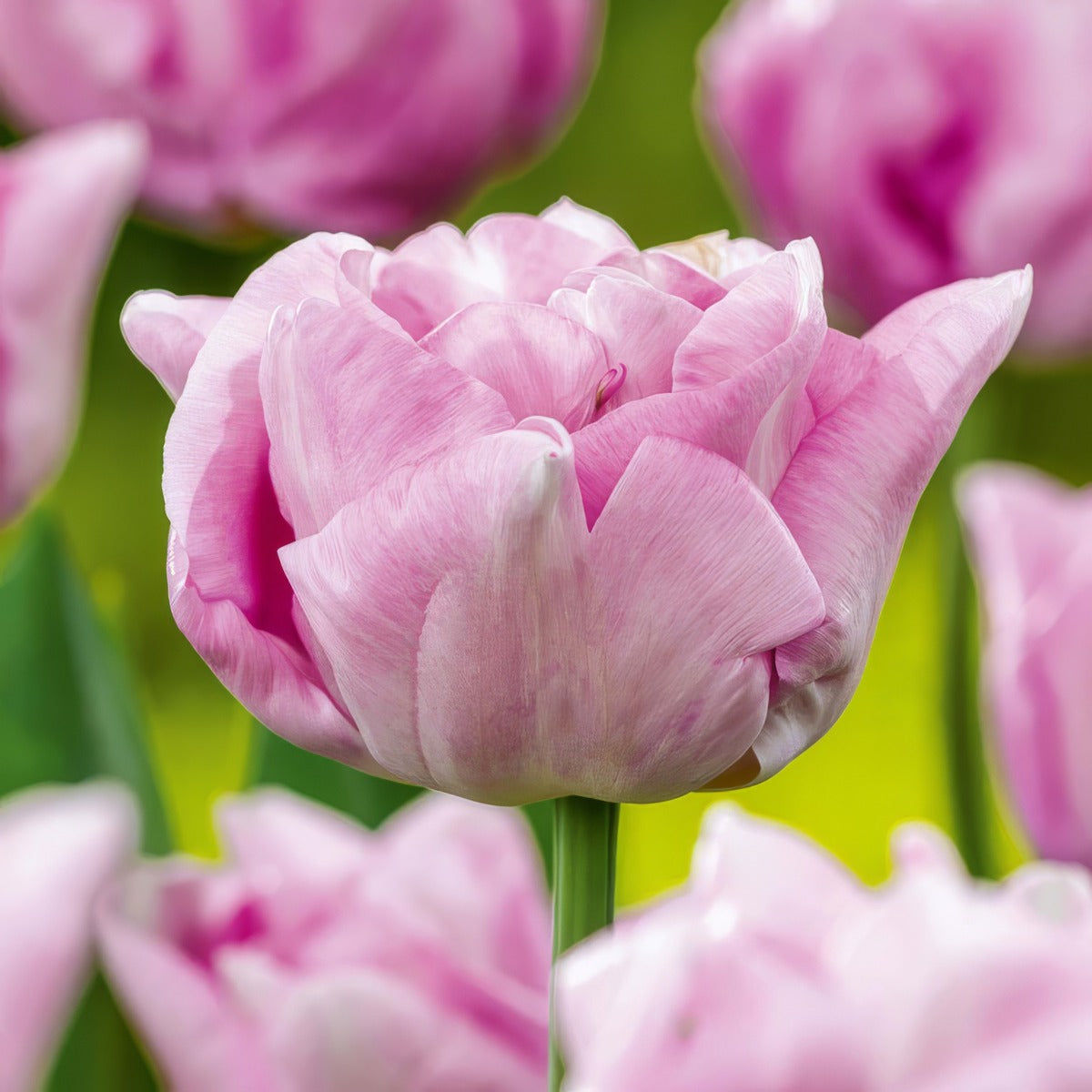 Tulip Katinka 3 Pktulkat - Garden Express Australia