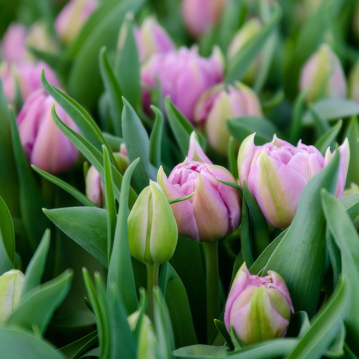 Tulip Katinka Pktulkat - Garden Express Australia