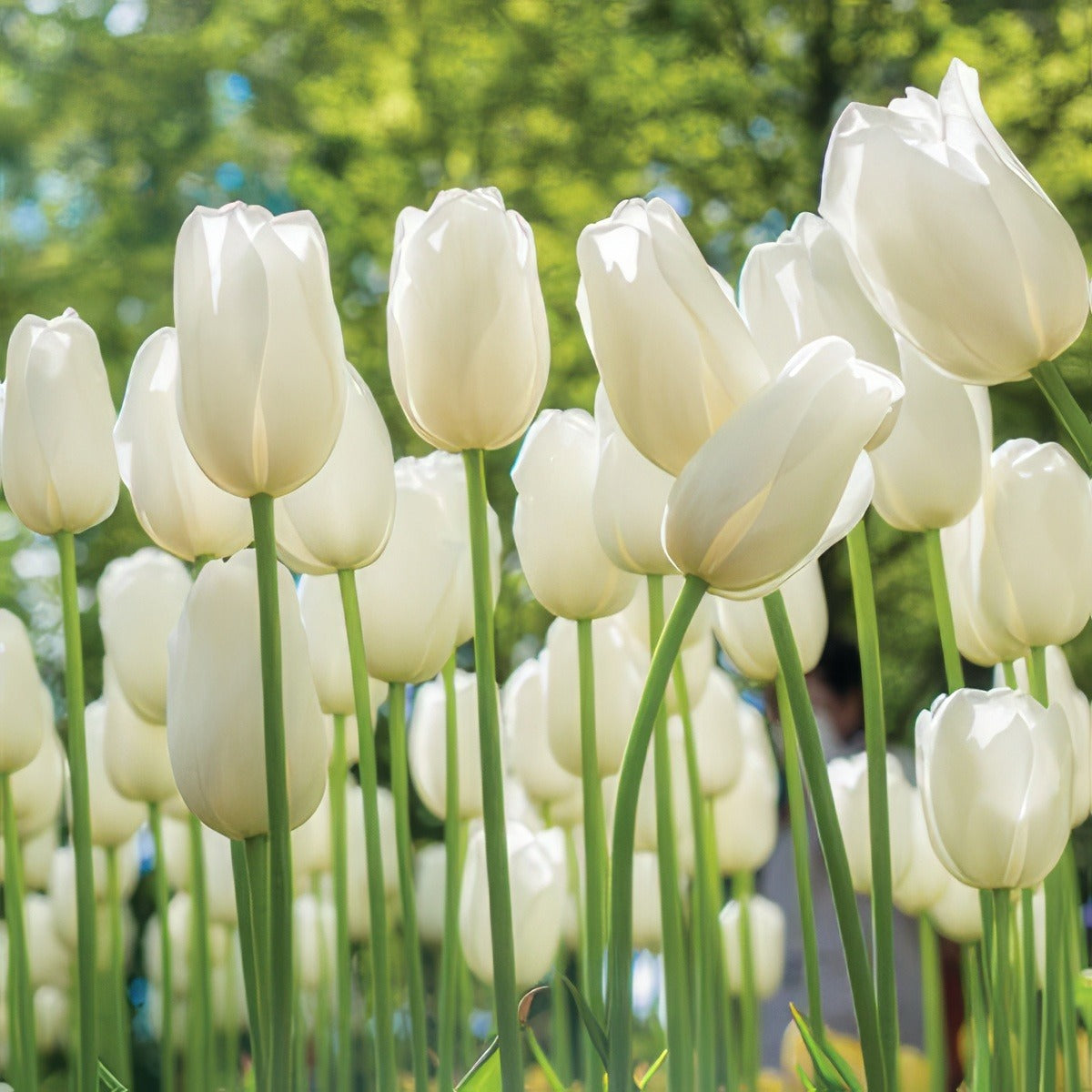Tulip Lanka Pktullan 2020 - Garden Express Australia