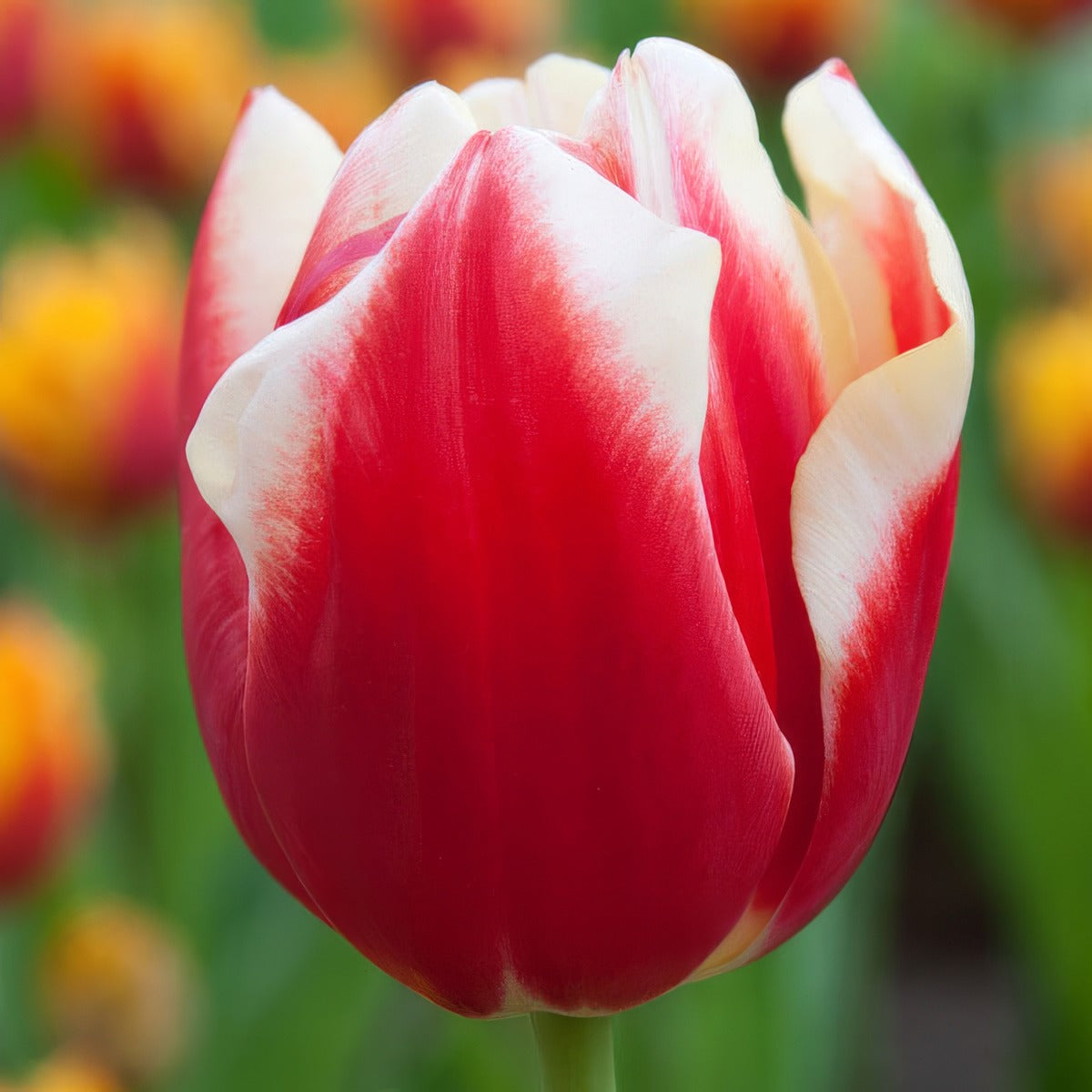 Tulip Leen Van Der Mark Pktullvd - Garden Express Australia