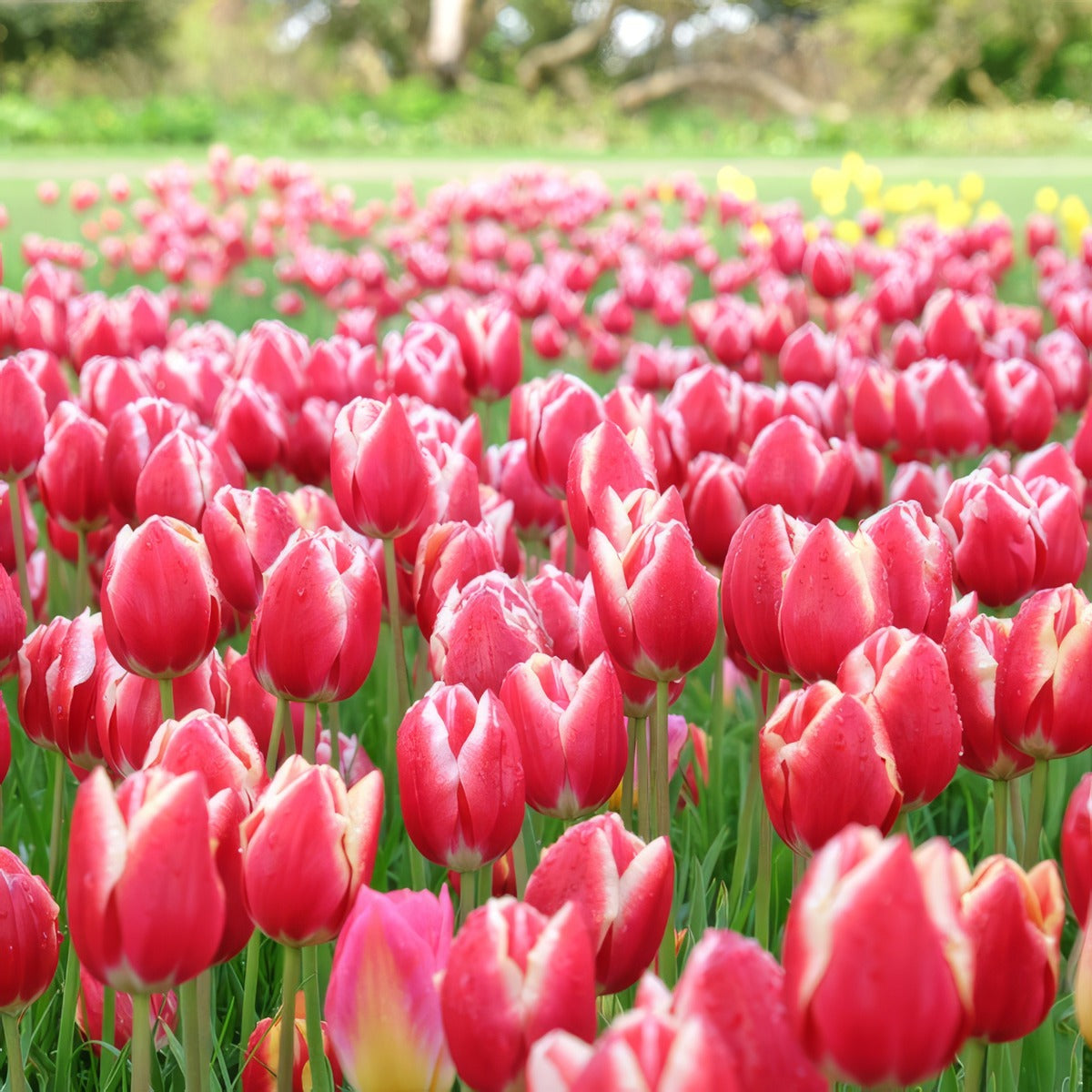 Tulip Leen Van Der Mark 2 Pktullvd 2026 - Garden Express Australia