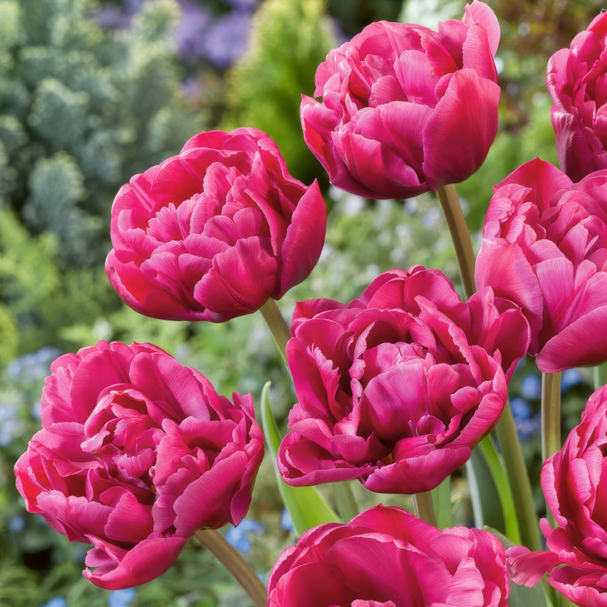 Tulip Margarita Pktulmar - Garden Express Australia