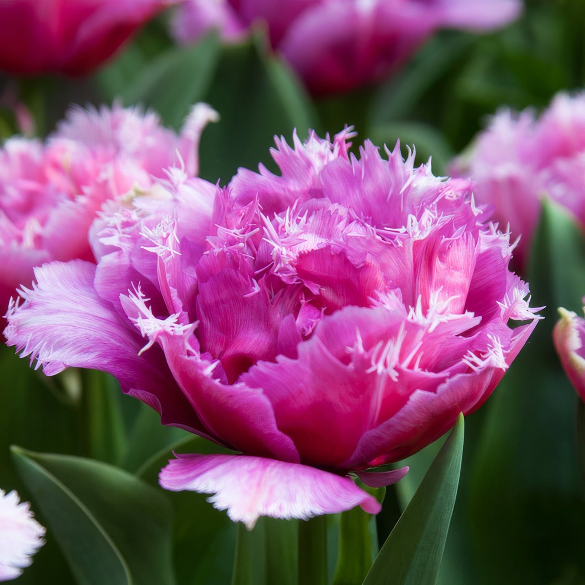 Tulip Mascotte 2 Pktulmas 2026 - Garden Express Australia