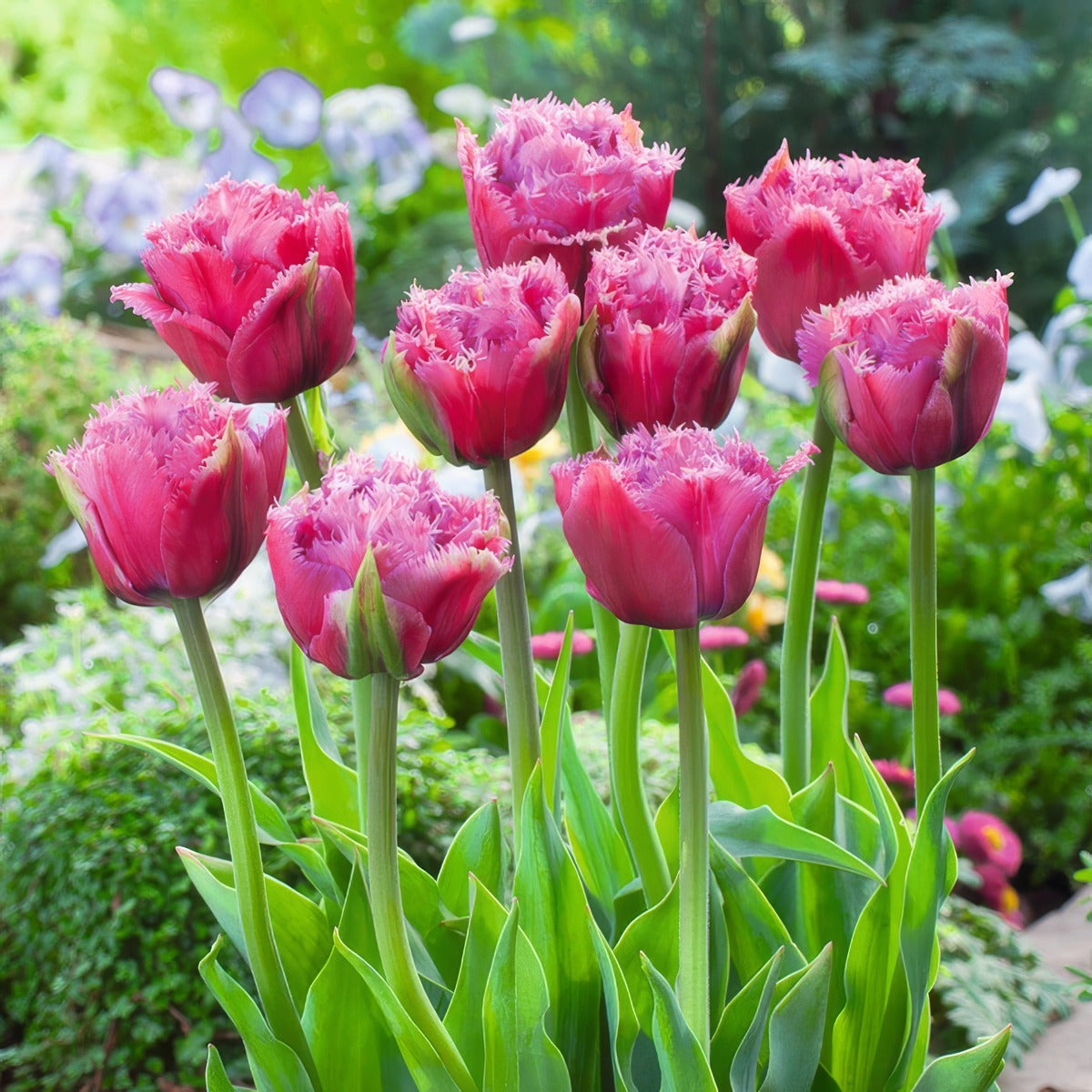 Tulip Mascotte – Garden Express Australia