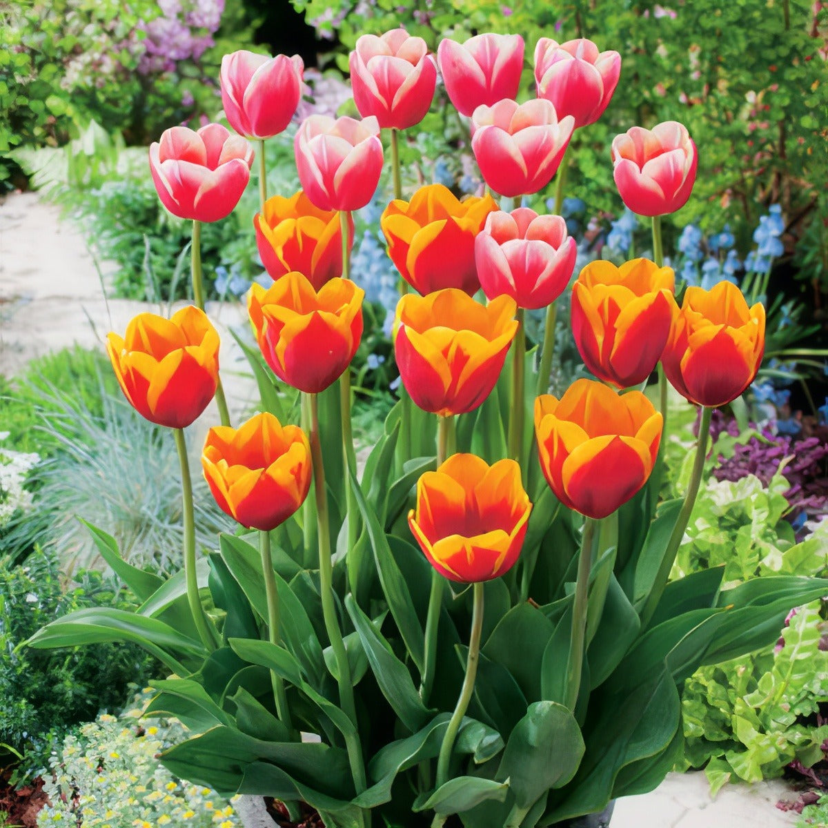 Tulip Margined Blend Pktulmbl 2018 - Garden Express Australia
