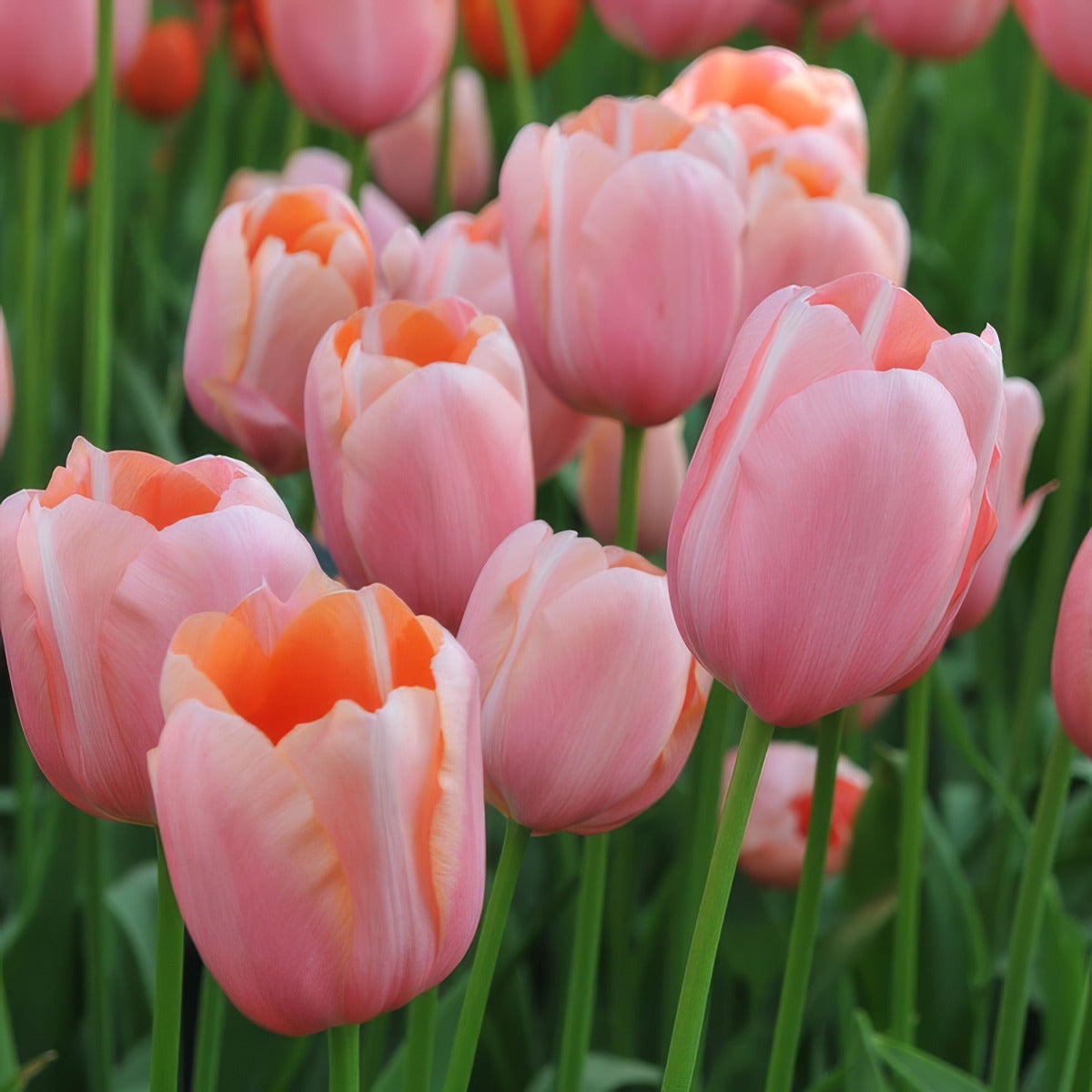 Tulip Menton Pktulmen 2026 - Garden Express Australia