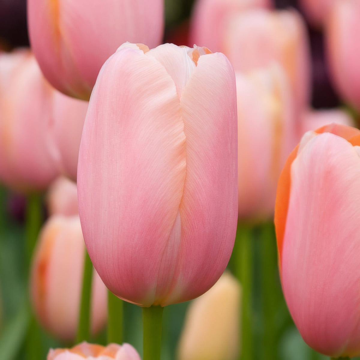 Tulip Menton 3 Pktulmen 2026 - Garden Express Australia
