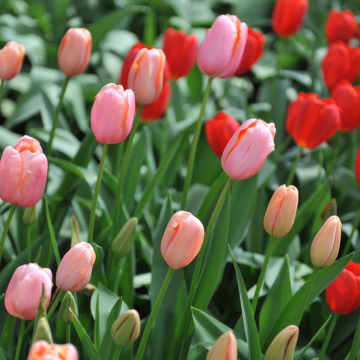 Tulip Menton 4 Pktulmen 2026 - Garden Express Australia