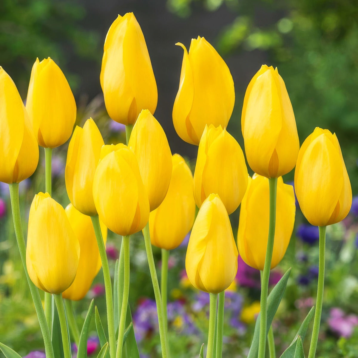 Tulip Muscadet Pktulmus 2026 - Garden Express Australia