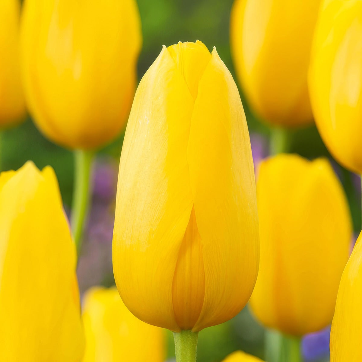 Tulip Muscadet 3 Pktulmus 2026 - Garden Express Australia