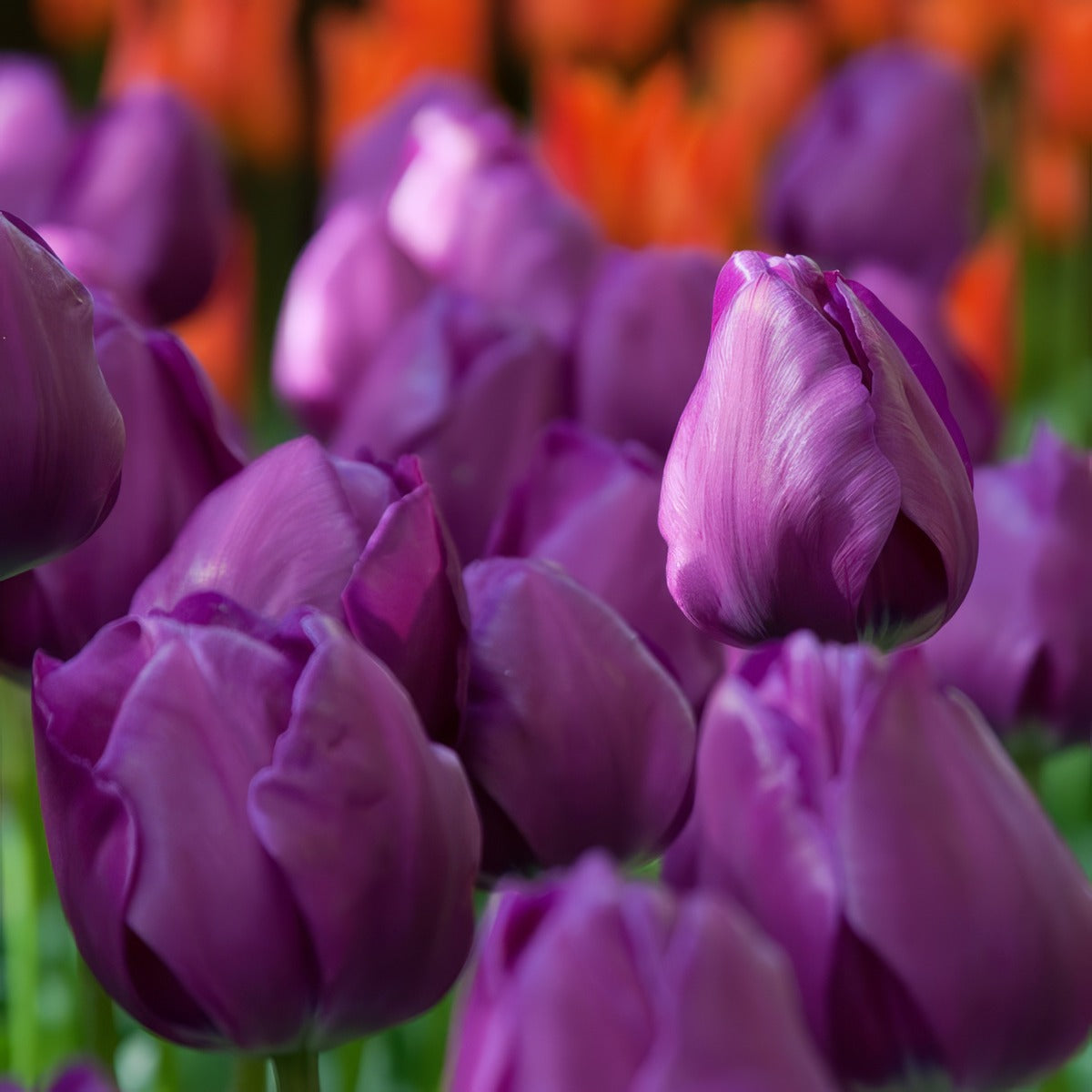 Tulip Negrita 2 Pktulneg 2026 - Garden Express Australia