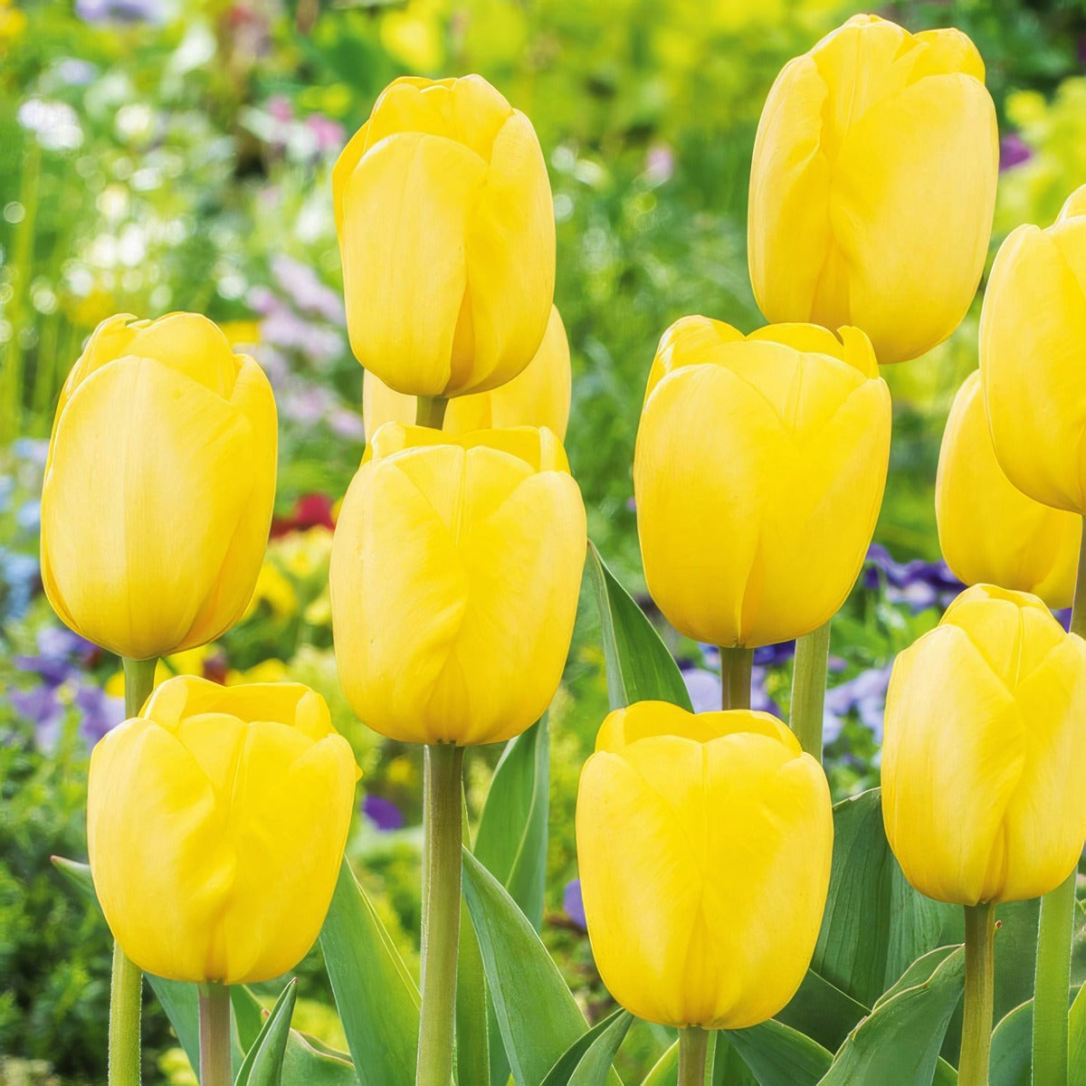 Tulip Novi Sun 2 Pktulnsu 2026 - Garden Express Australia