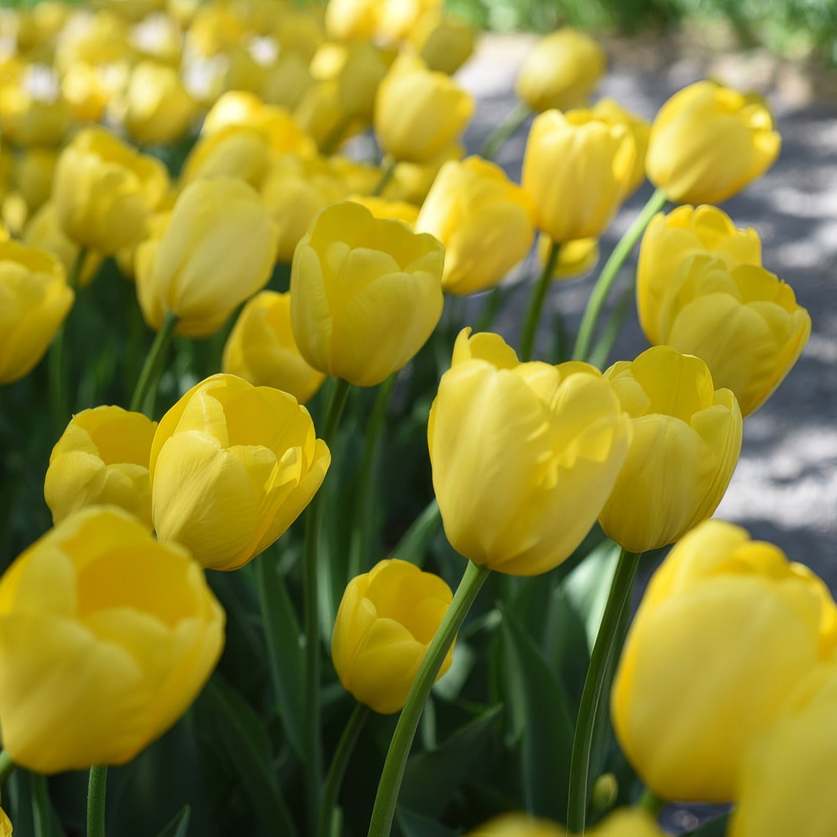 Tulip Novi Sun Pktulnsu 2026 - Garden Express Australia