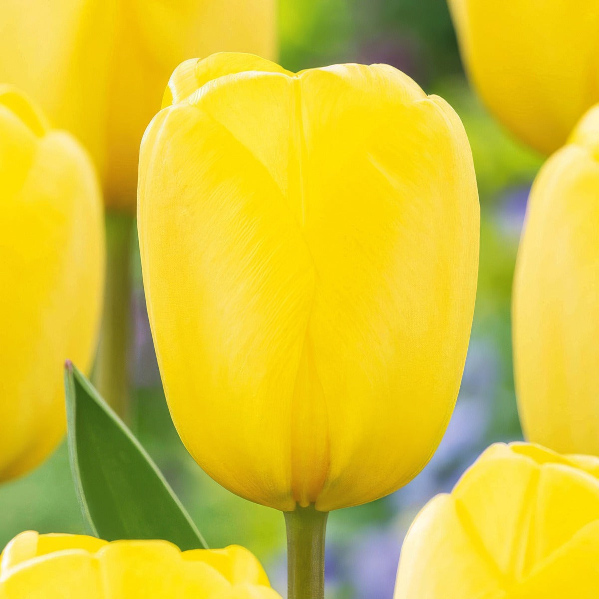 Tulip Novi Sun 4 Pktulnsu 2026 - Garden Express Australia