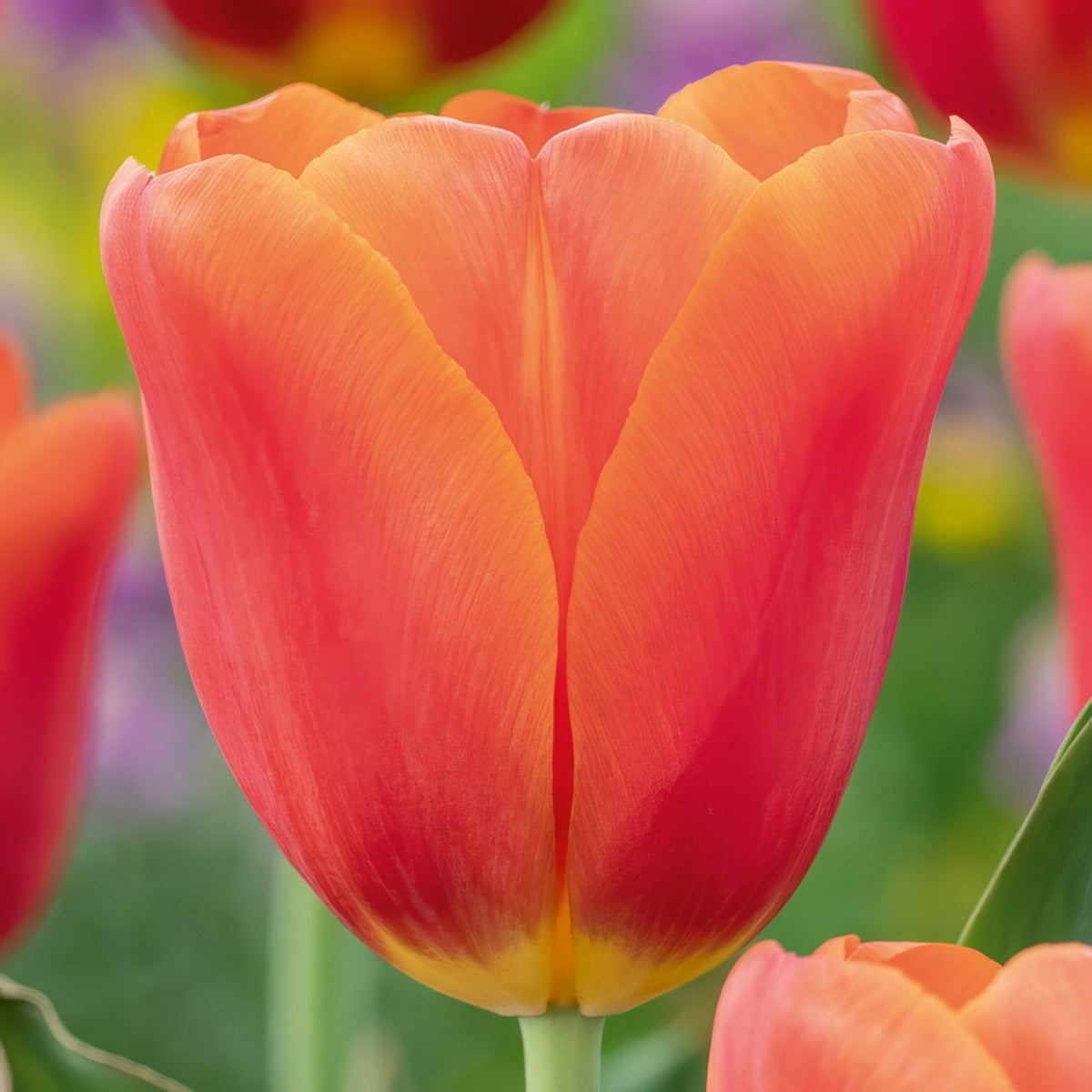 Tulip Orange Juice 3 Pktuloju 2026 - Garden Express Australia