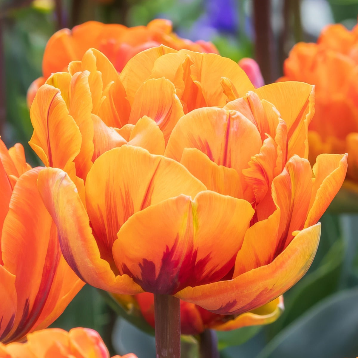 Tulip Orange Princess 2 Pktulopr 2026 - Garden Express Australia