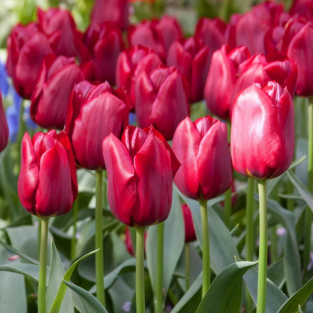 Tulip Pallada 2 Pktulpal 2026 - Garden Express Australia