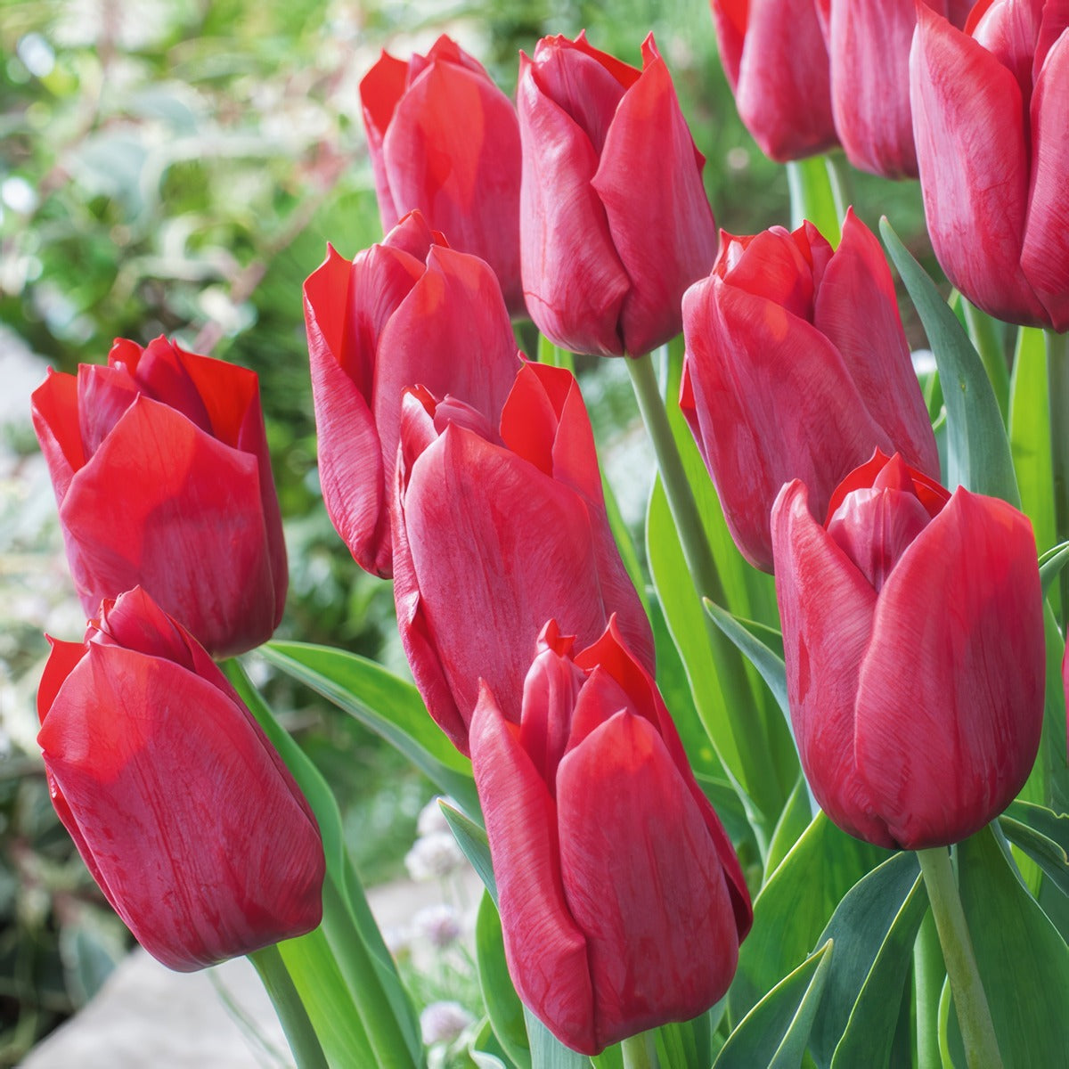Tulip Pallada 3 Pktulpal 2026 - Garden Express Australia