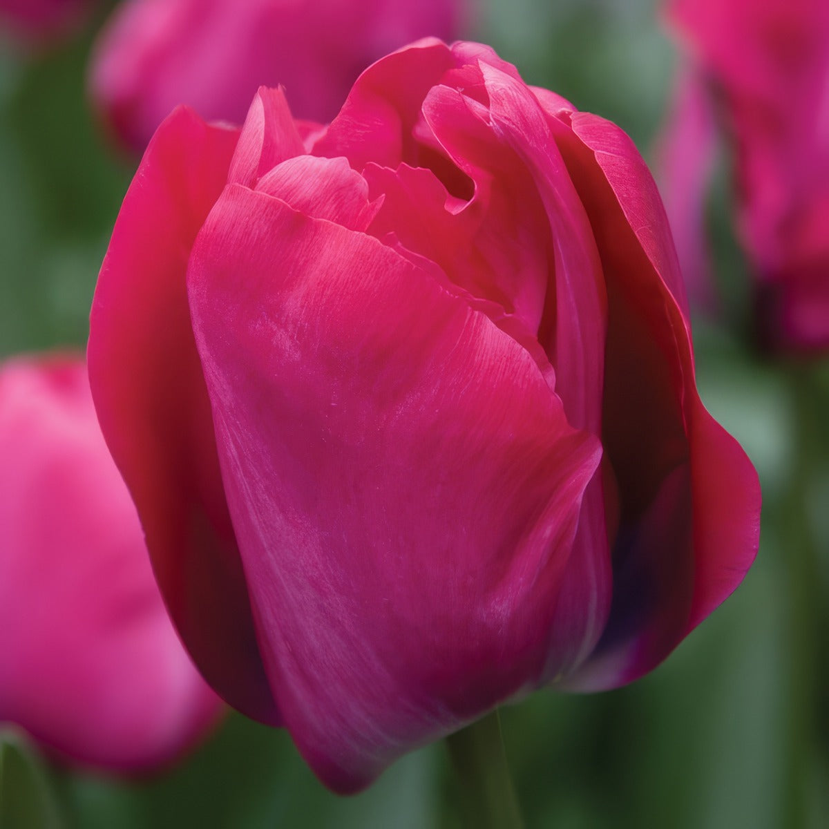 Tulip Purk Pktulper - Garden Express Australia