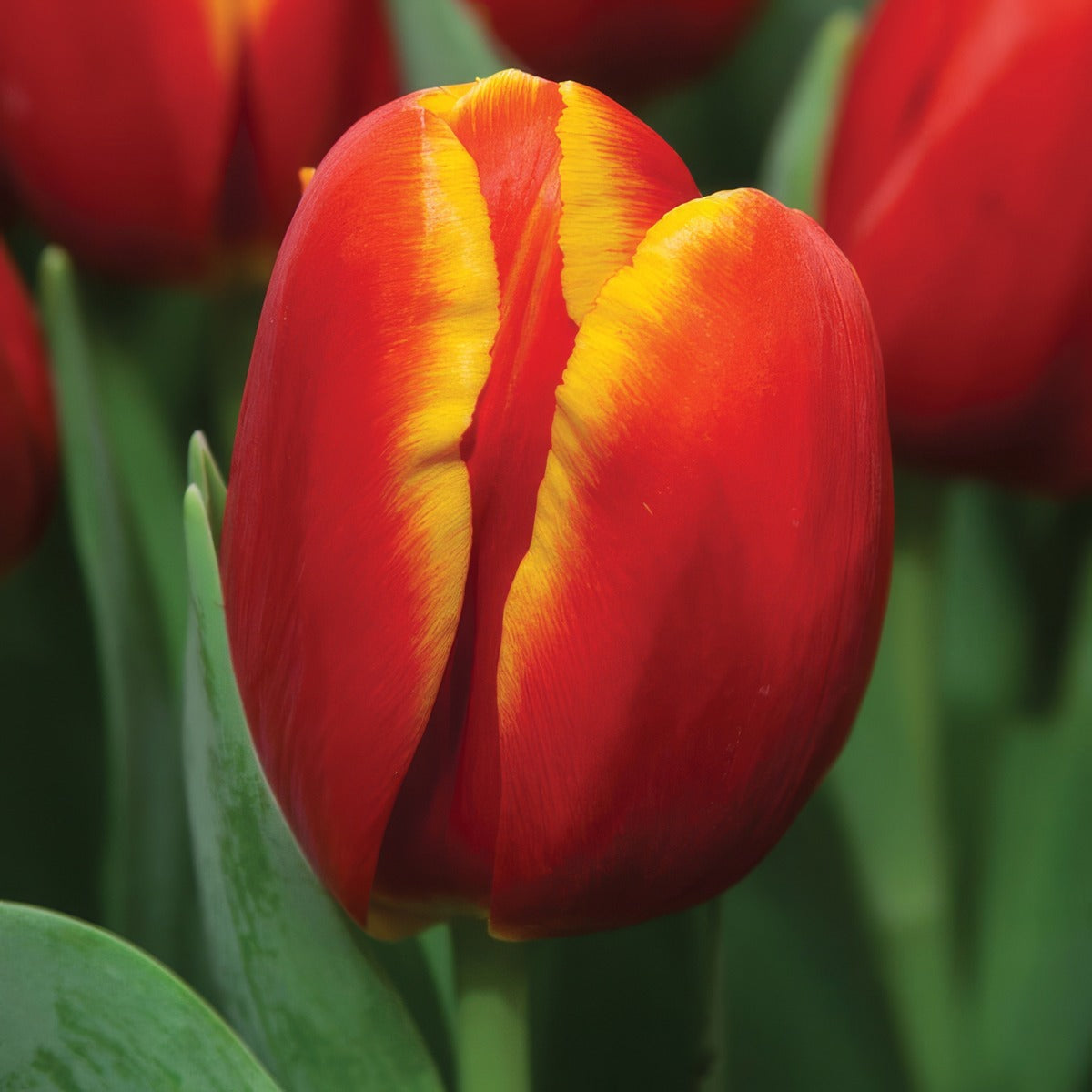 Tulip Powerplay Pktulppl - Garden Express Australia