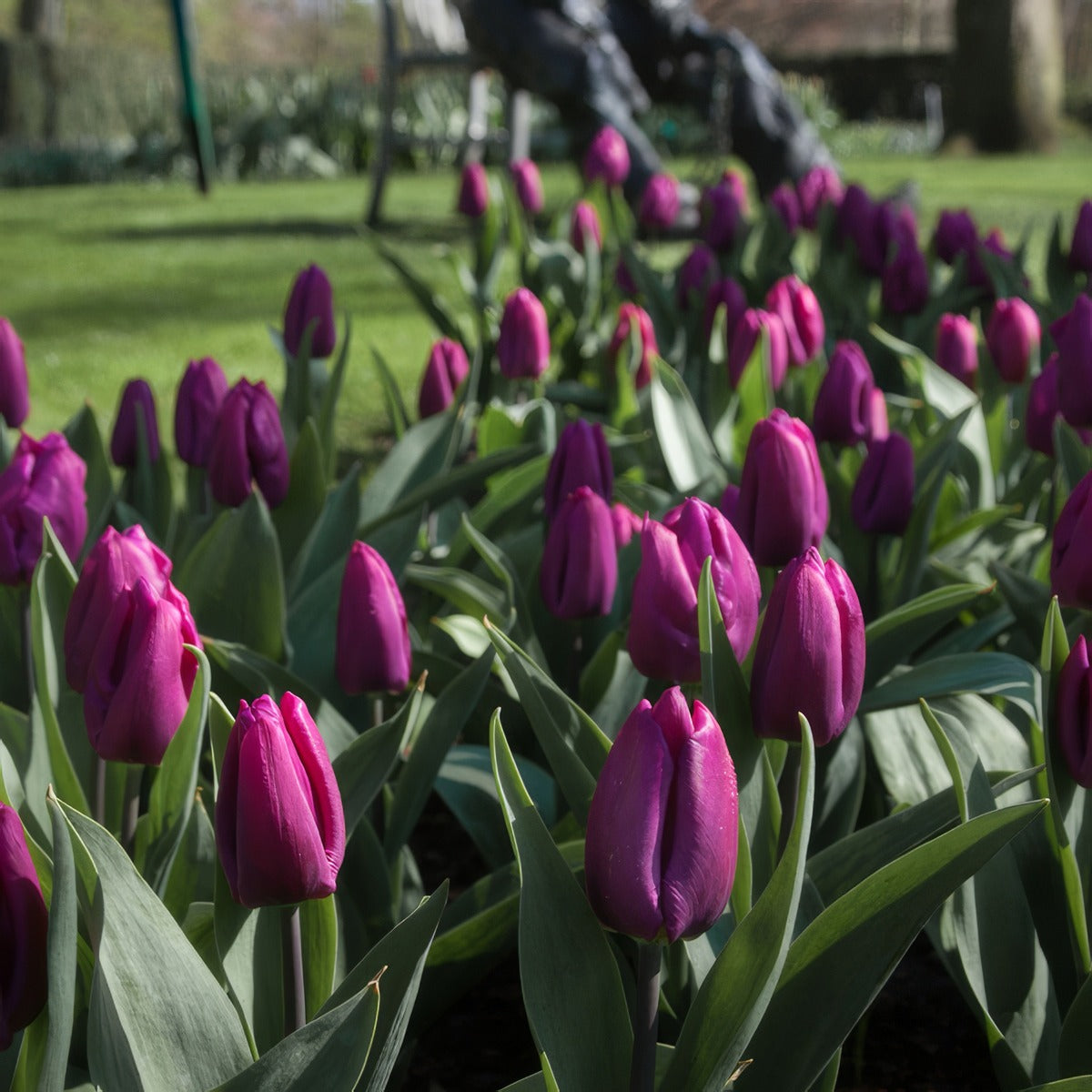 Tulip Purple Prince 2 Pktulppr 2026 - Garden Express Australia