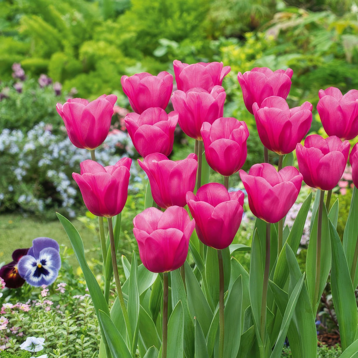 Tulip Purple Raven 2 Pktulpra 2026 - Garden Express Australia
