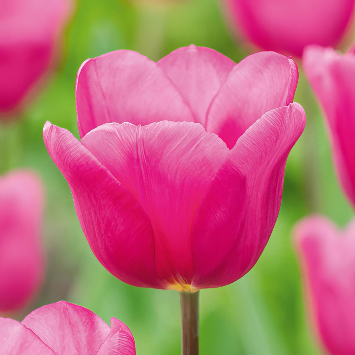 Tulip Purple Raven 3 Pktulpra 2026 - Garden Express Australia
