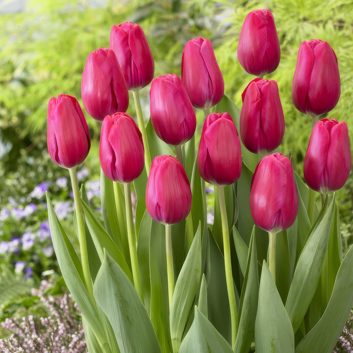 Tulip Puma 22 Pktulpum - Garden Express Australia