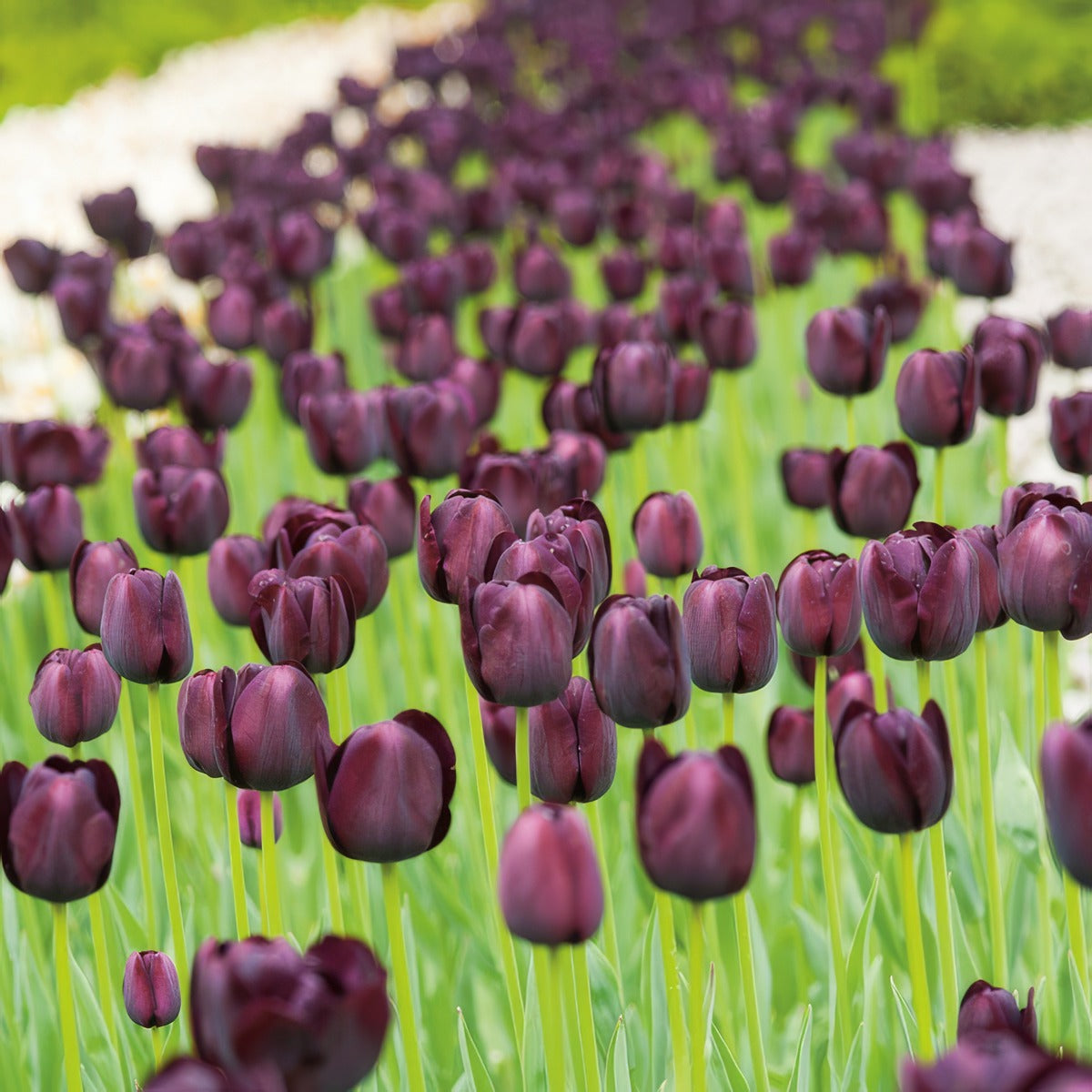 Tulip Queen Of The Night 2 Pktulqon 2026 - Garden Express Australia