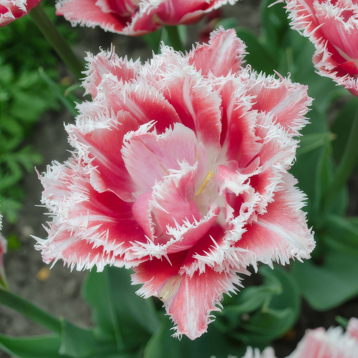 Tulip Queensland 2 Pktulque 2026 - Garden Express Australia