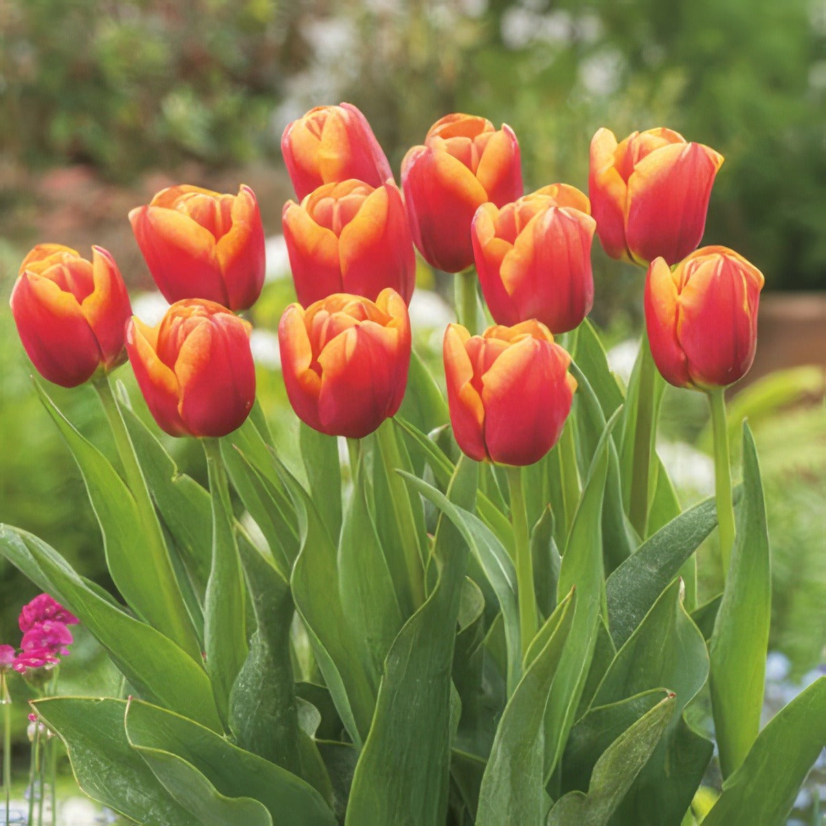 Tulip Rambo Pktulram - Garden Express Australia