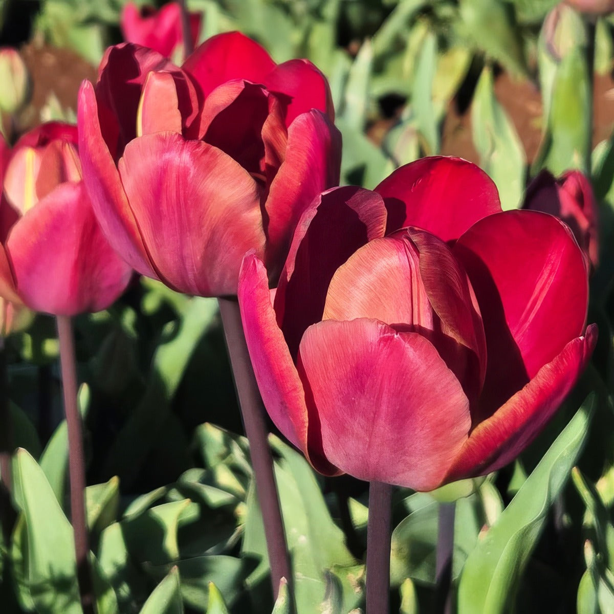 Tulip Ridgedale Pktulrid - Garden Express Australia