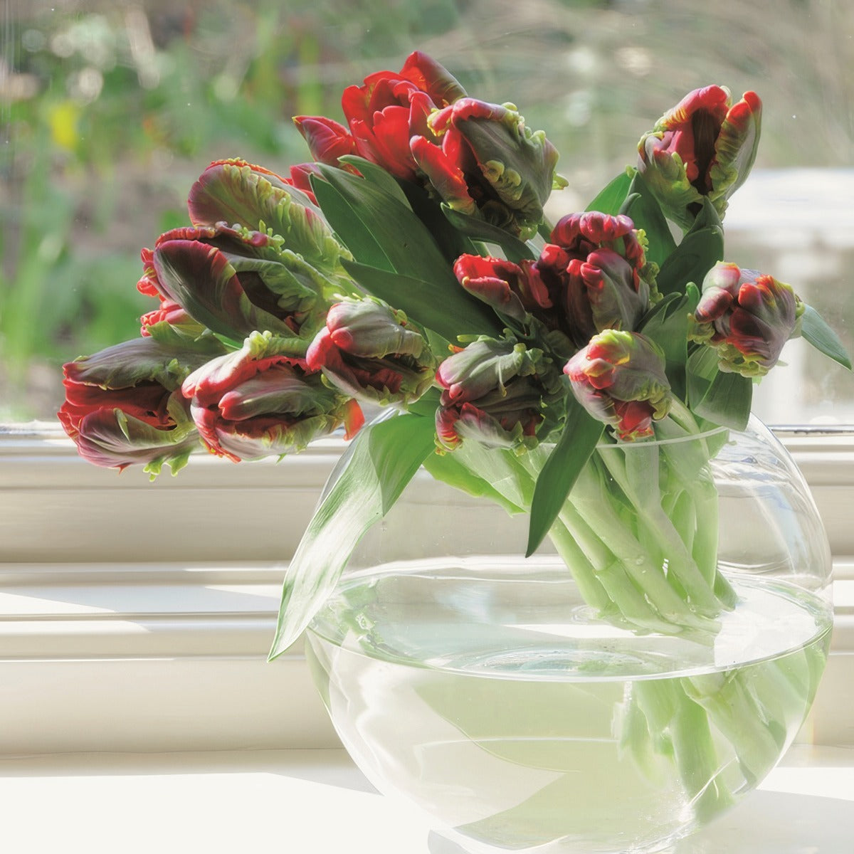 Tulip Rococo Pktulroc 2026 - Garden Express Australia
