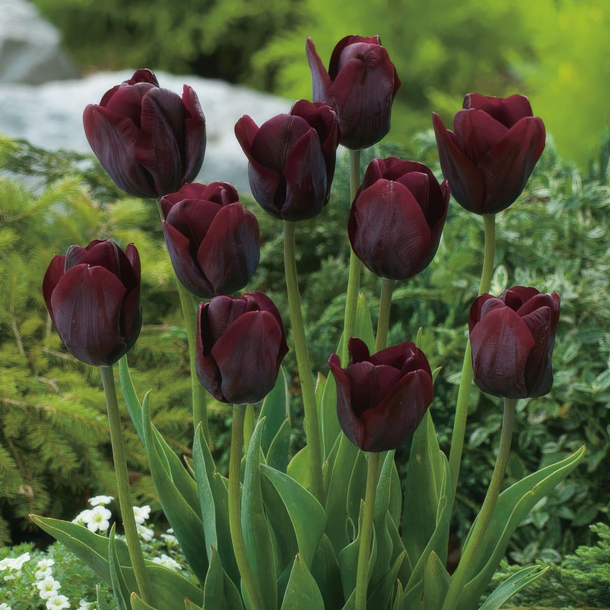 Tulip Ronaldo Pktulron 2022 - Garden Express Australia