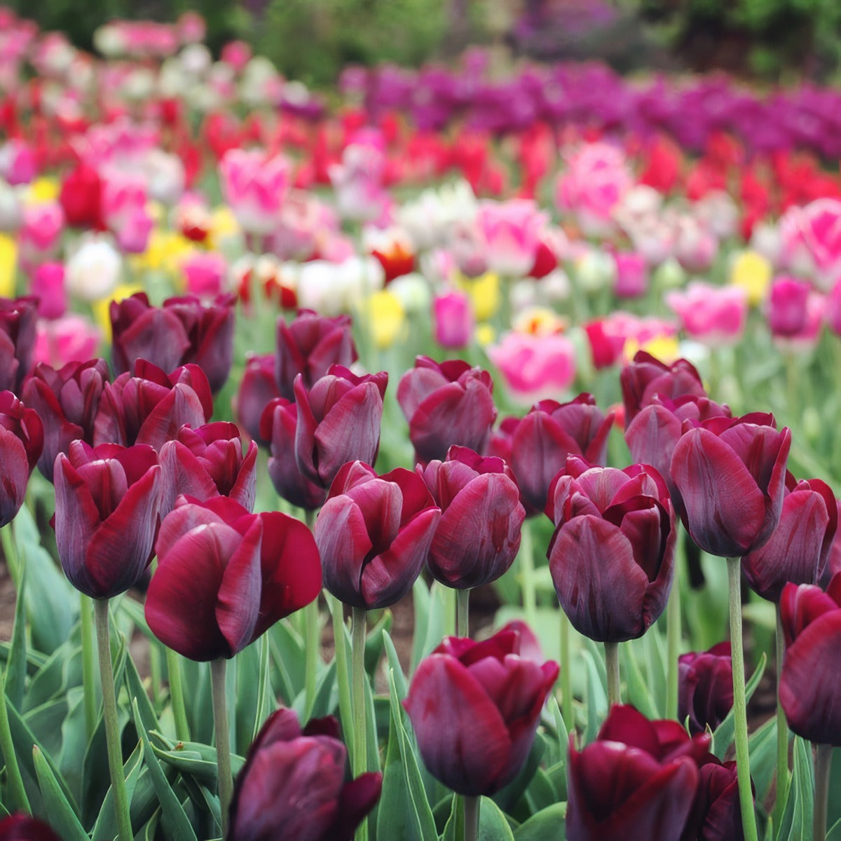 Tulip Ronaldo 3 Pktulron 2026 - Garden Express Australia