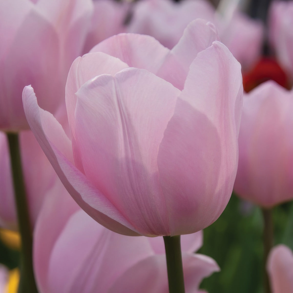 Tulip Rosalie Pktulros - Garden Express Australia