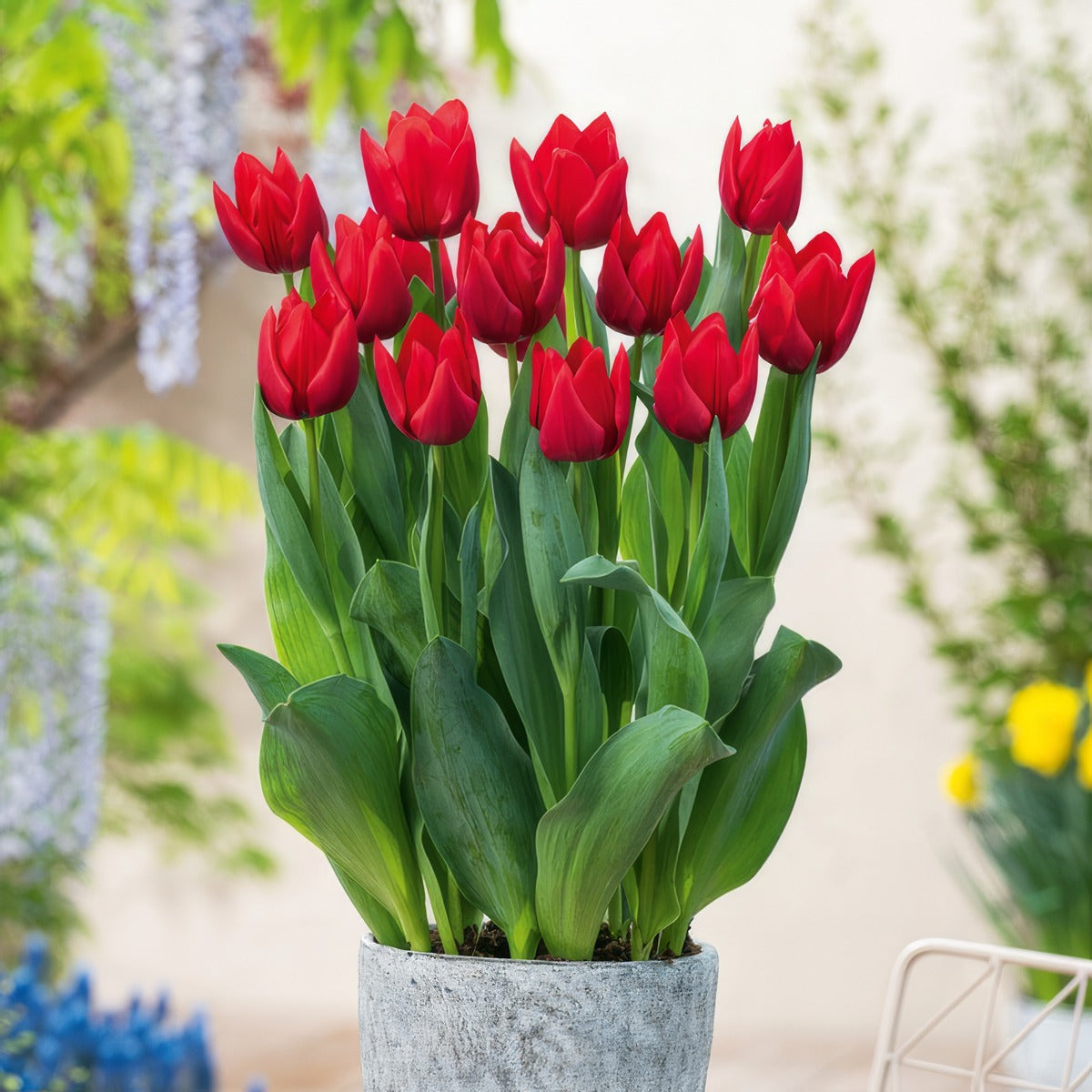Tulip Red Rover Pktulrro - Garden Express Australia