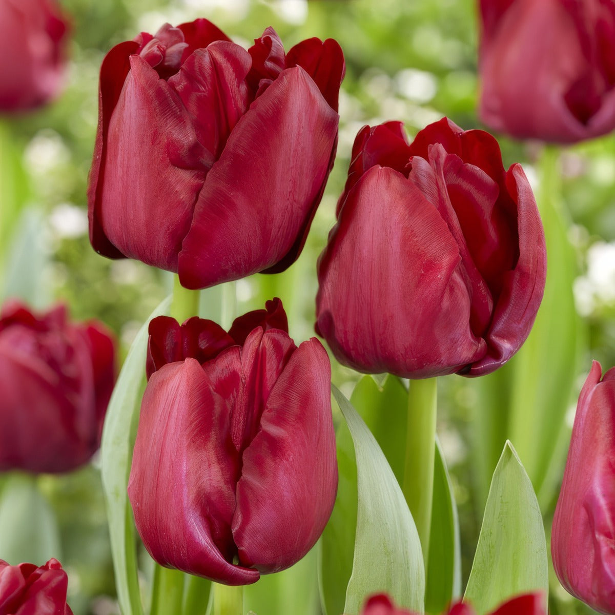 Tulip Red Saigon Pktulrsa - Garden Express Australia