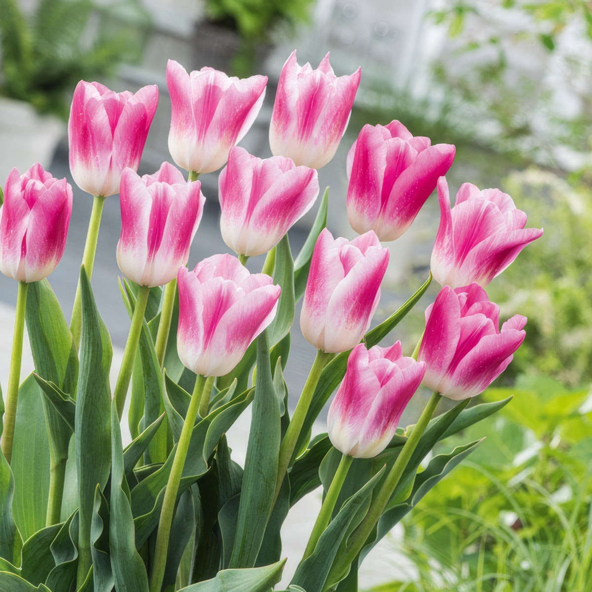 Tulip Royal Ten Pktulrte 2026 - Garden Express Australia
