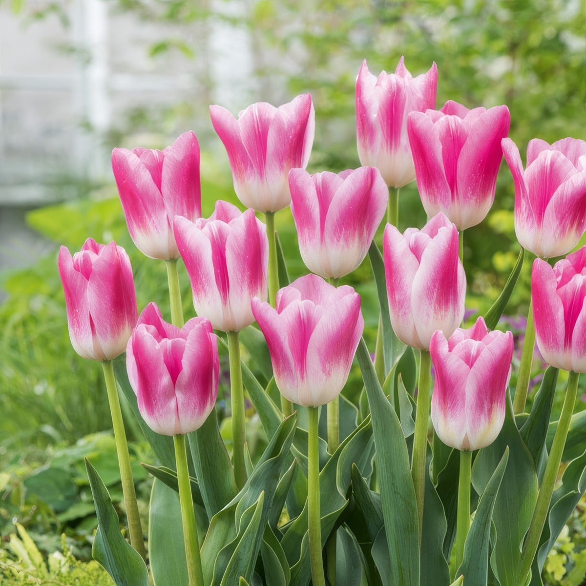 Tulip Royal Ten 3 Pktulrte 2026 - Garden Express Australia
