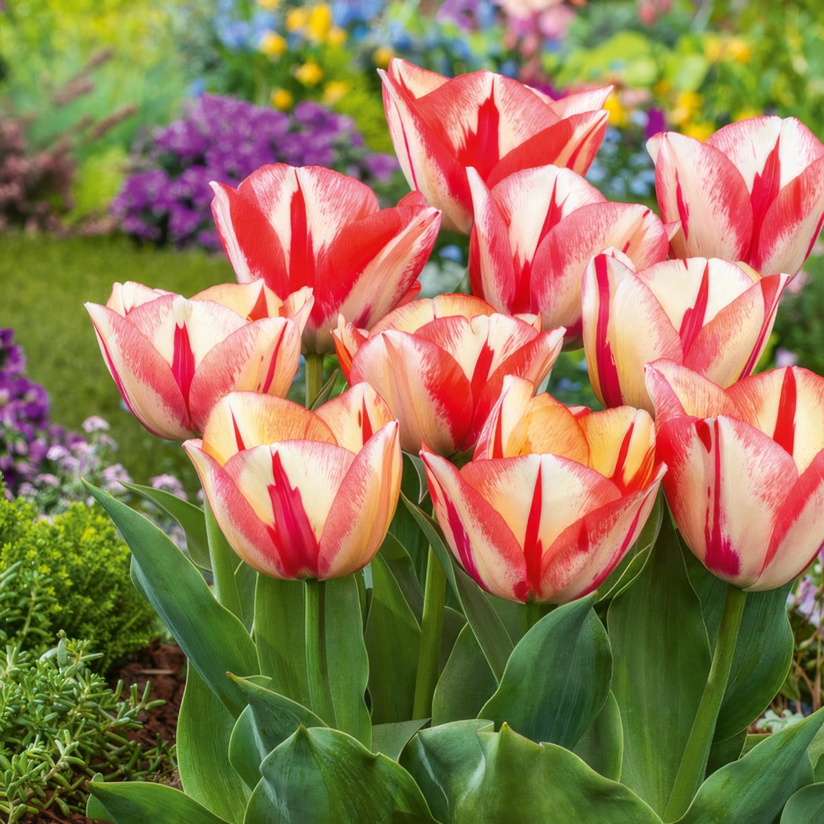 Tulip Spryng Break Pktulsbr 2026 - Garden Express Australia