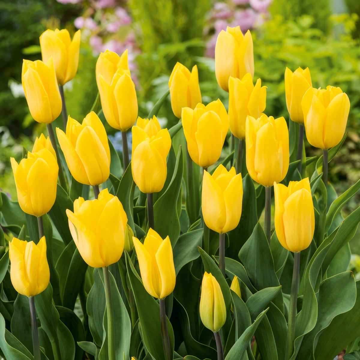 Tulip Strong Gold 2 Pktulsgo 2026 - Garden Express Australia