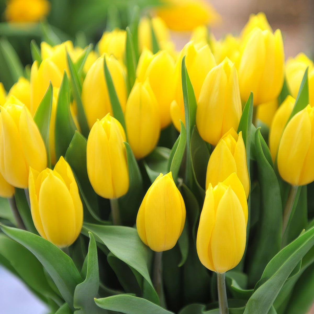 Tulip Strong Gold Pktulsgo 2026 - Garden Express Australia